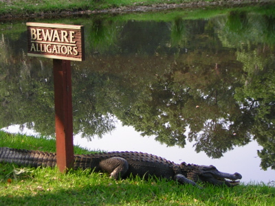 Beware Alligators